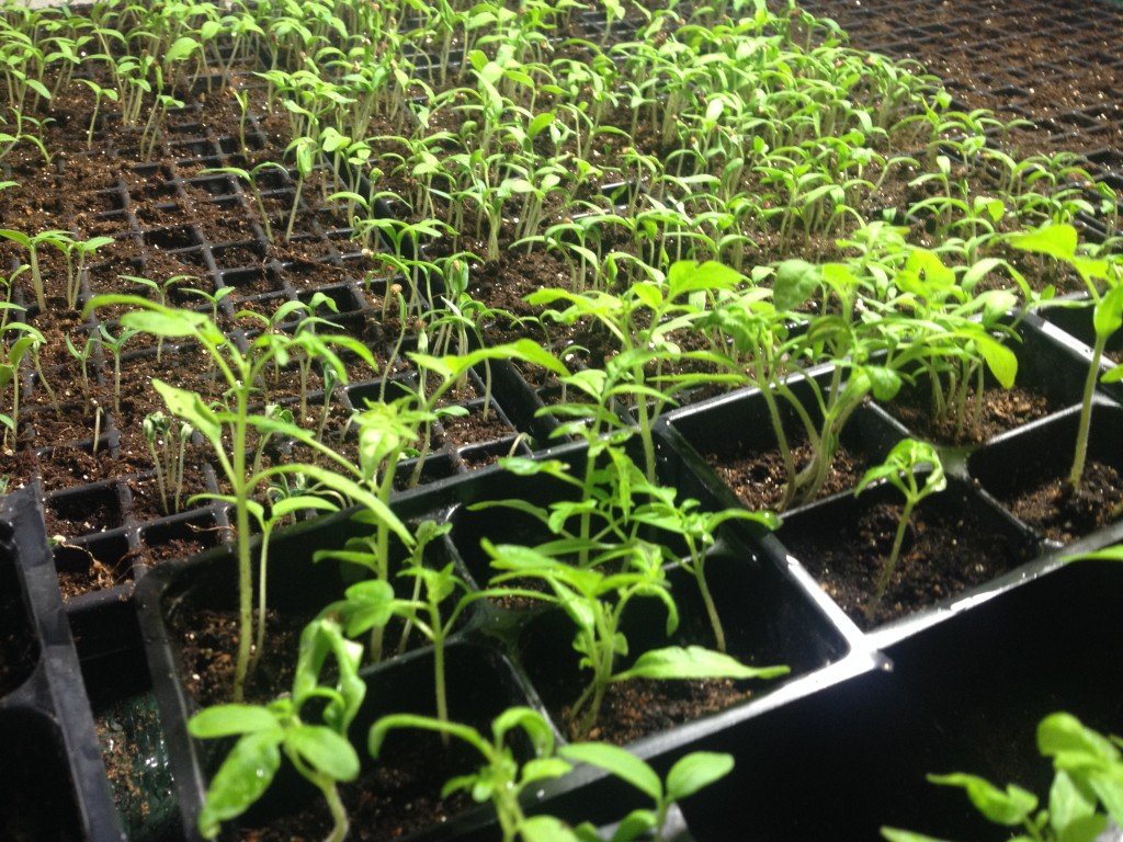 tomato seedlings