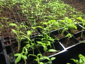 tomato seedlings