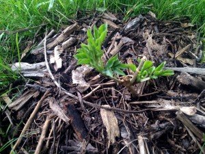elderberry