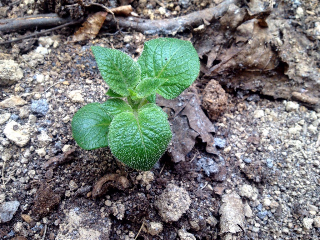 potato seedlings