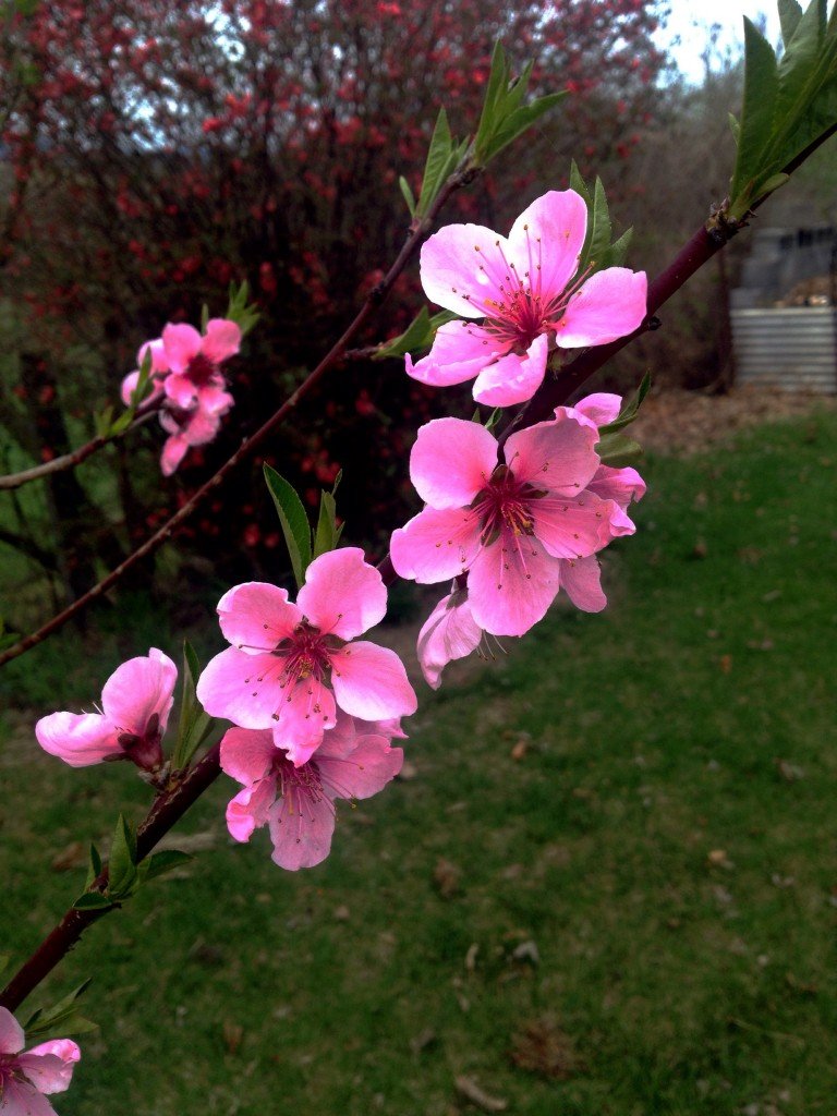 Peach blossoms