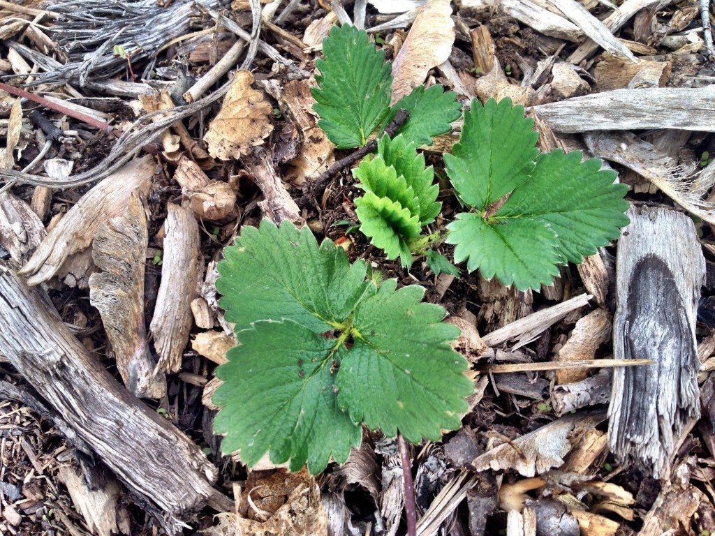 Strawberries