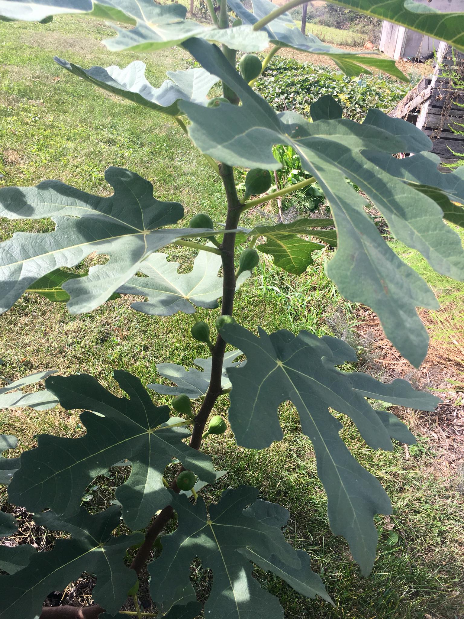Fig Tree