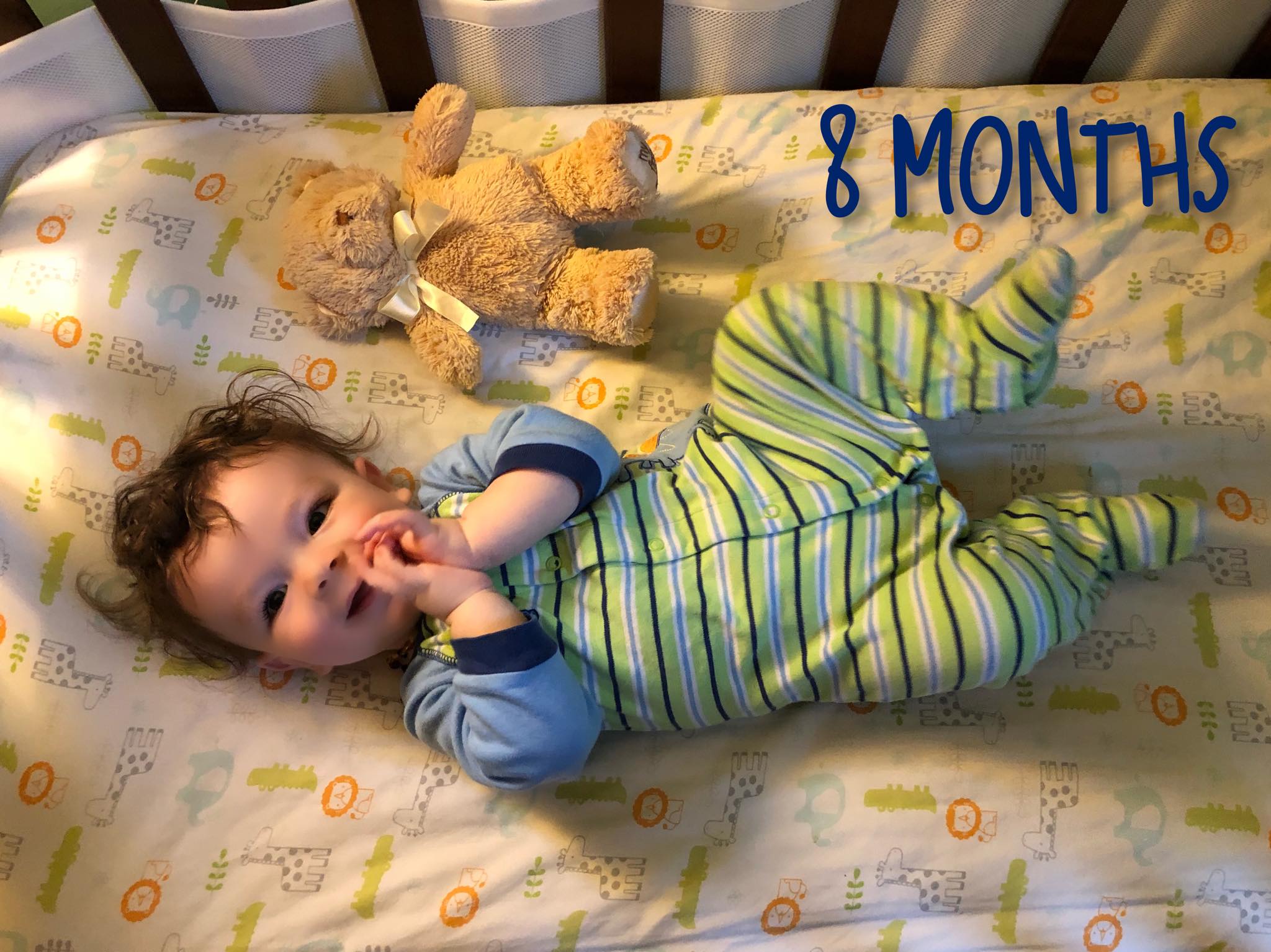 Shiloh is 8 Months Old