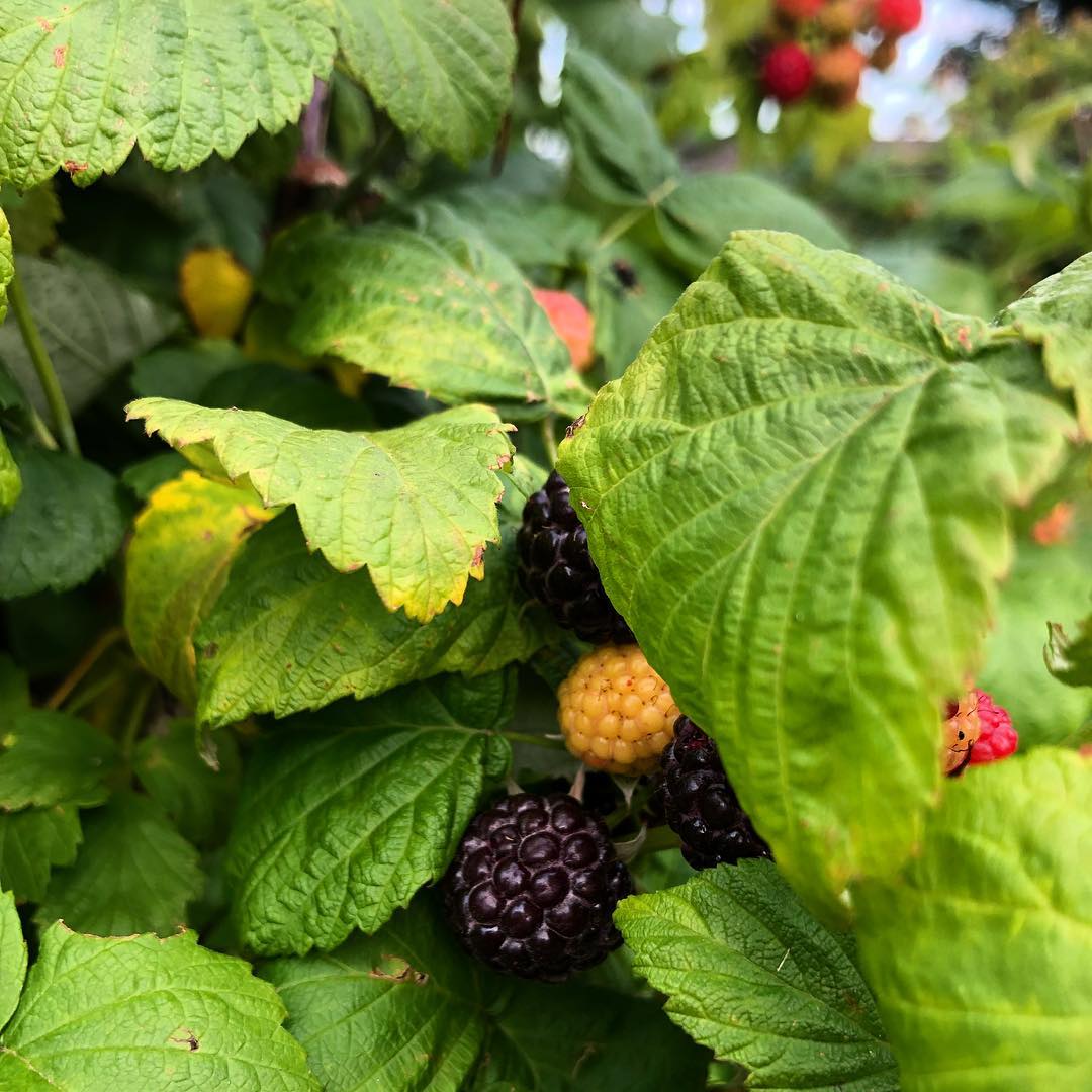 Ripe Raspberries
