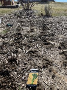 garden in March with a seed packet on the ground